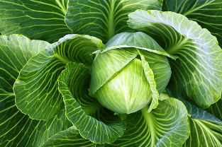 Varices national treatment cabbage