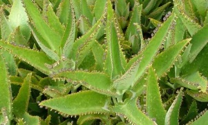 Tincture of Kalanchoe, used to treat varicose veins