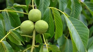 green walnuts against varicose veins